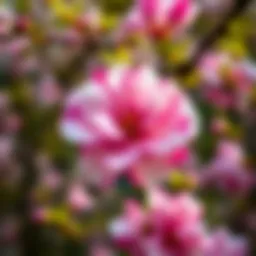 Vibrant Big Candy Blossom with pink and white petals in full bloom