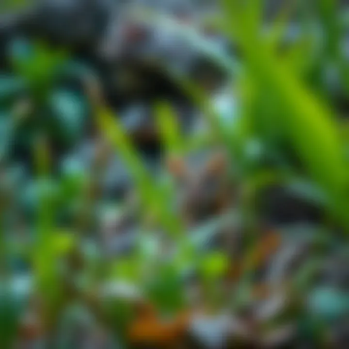 Diverse native plants and wildlife found at Big Candy Rock Mountain including lush green foliage and a small woodland animal in its natural habitat