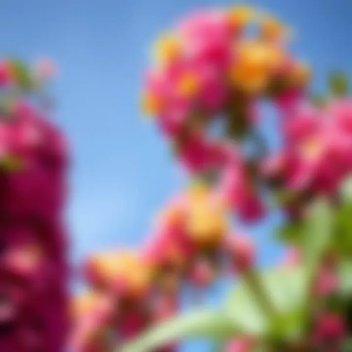 Close-up of colorful candy blossoms flourishing with healthy foliage under clear blue sky