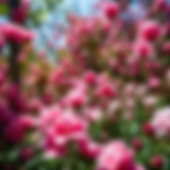 Lush candy blossom garden with vibrant pink and white flowers in full bloom under bright sunlight